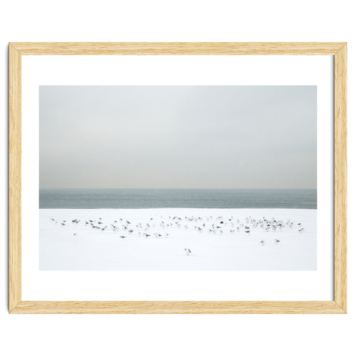 Seagulls in the winter snow beach