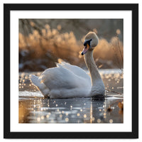 Majestic Swan On Calm Water During Sunset Nature Scene