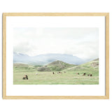 Relaxing horses on a sunny day calm field - Iceland thumbnail
