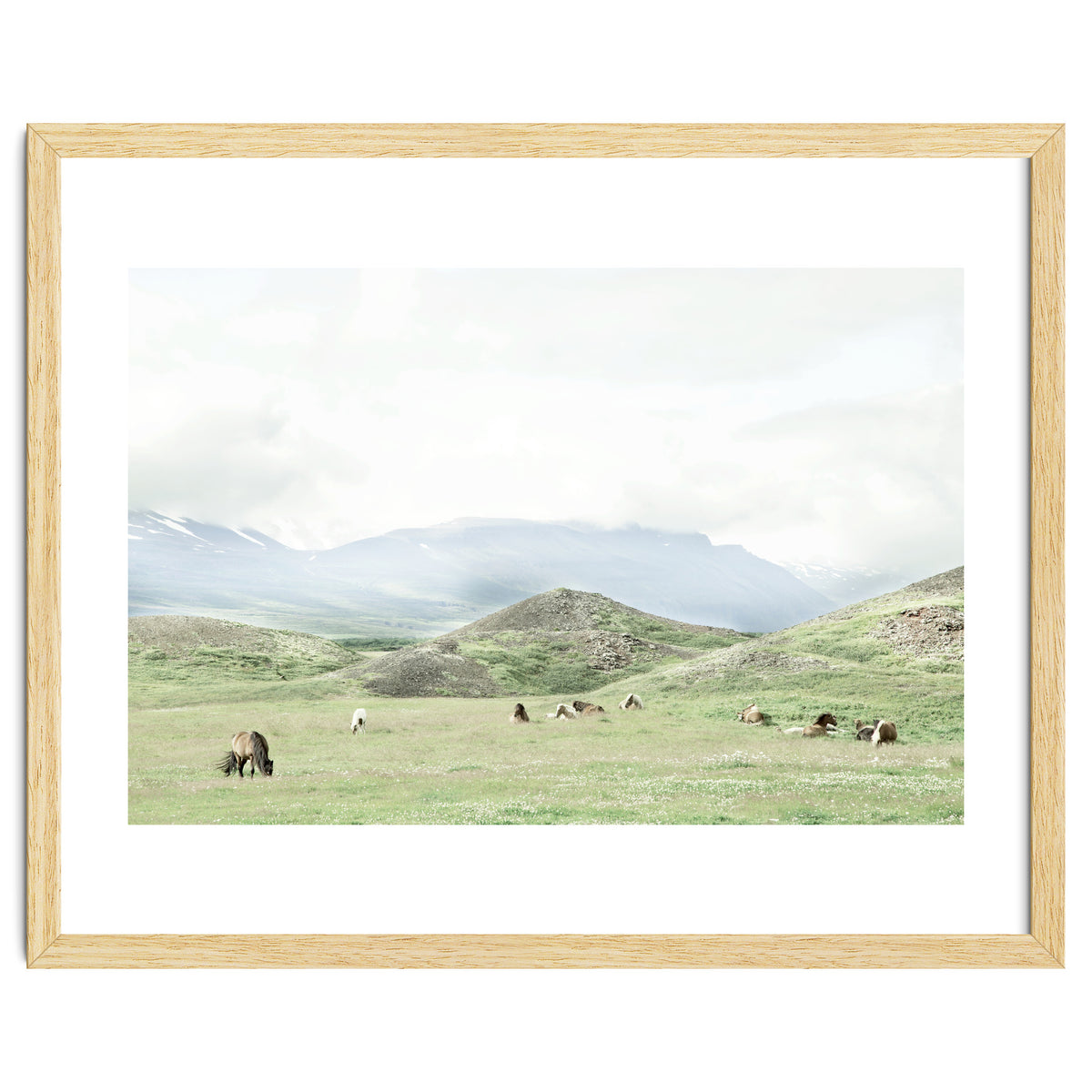 Relaxing horses on a sunny day calm field - Iceland