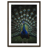 Peacock Portrait Photography thumbnail