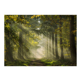 Sunrays in a Dutch forest (Print Only) thumbnail