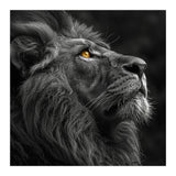 Majestic Lion Face Closeup Golden Eyes Black (Print Only) thumbnail
