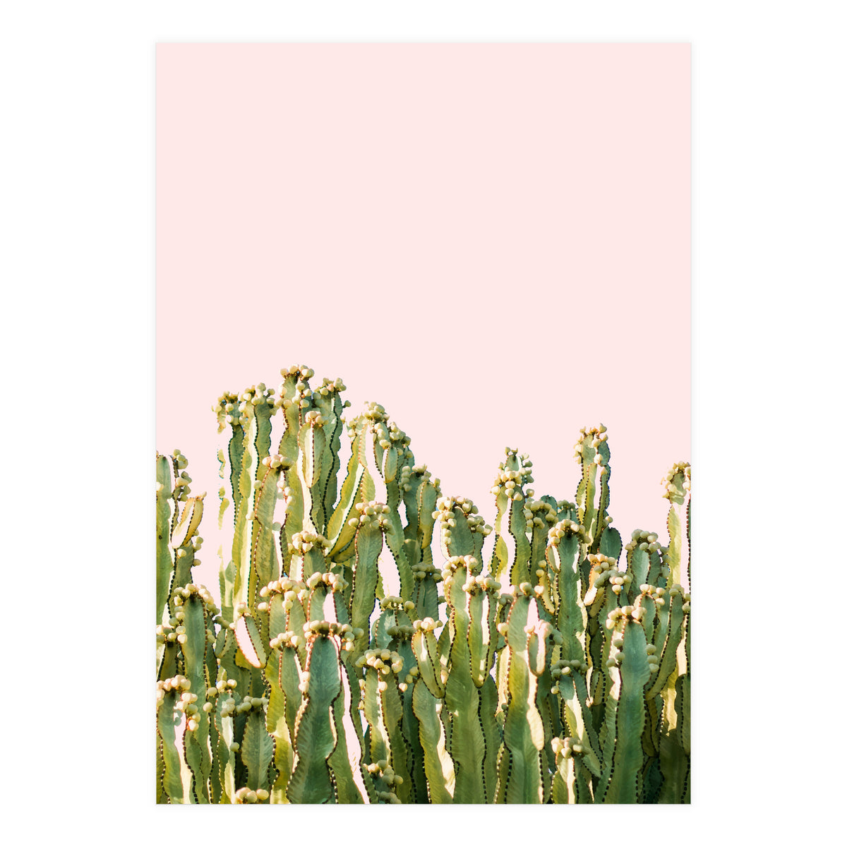 Cactus Blush #society6 #decor #buyart (Print Only)