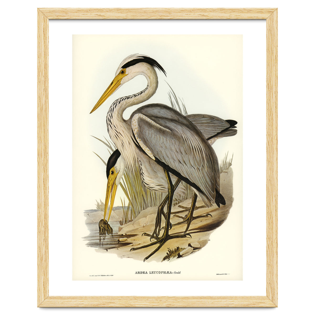 Elizabeth Gould – Great Grey Heron (Ardea leucophaea) | Birds of Australia Illustration