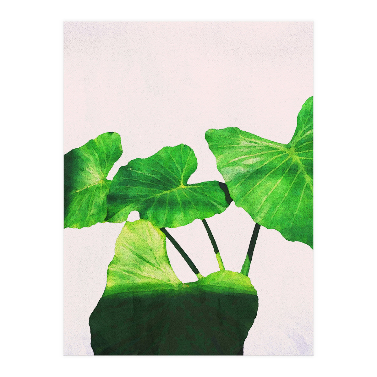 Taro Dimensionality (Print Only)