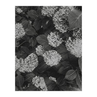 Hydrangeas | Black & White Portrait (Print Only)