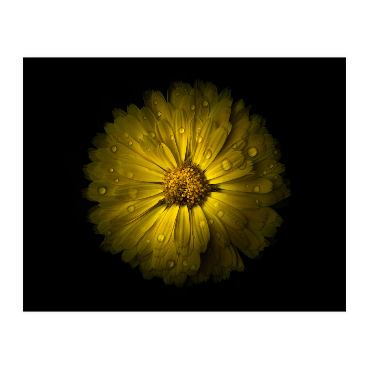 Backyard Flowers No 10 Color Version (Print Only)