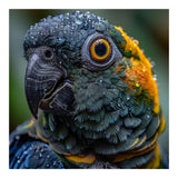 Close Up Of A Wet Macaw Parrot Head (Print Only) thumbnail