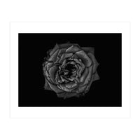 Backyard Flowers In Black And White No 110 (Print Only)