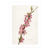 Royal Charles Steadman – Peach (Prunus persica) (1924) (Print Only) thumbnail