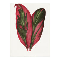 Alexander Francis Lydon & Benjamin Fawsett – Pink Dracaena Terminalis Leaf (1865) (Print Only)
