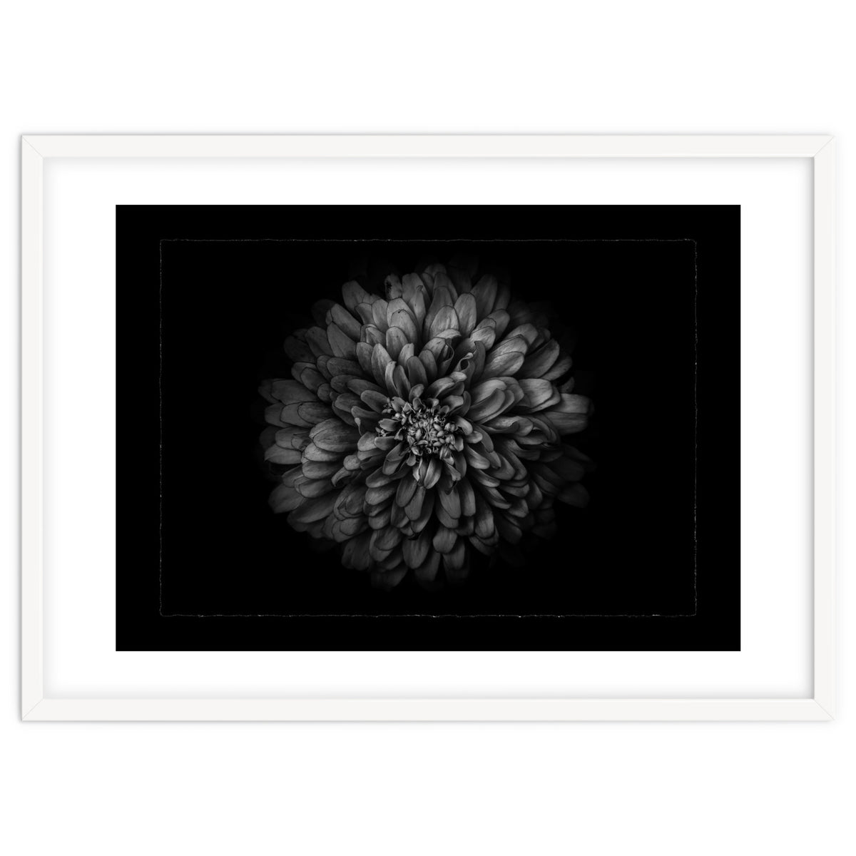 Backyard Flowers In Black And White No 68 with Border