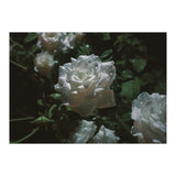 Dark Paradise (Print Only) thumbnail