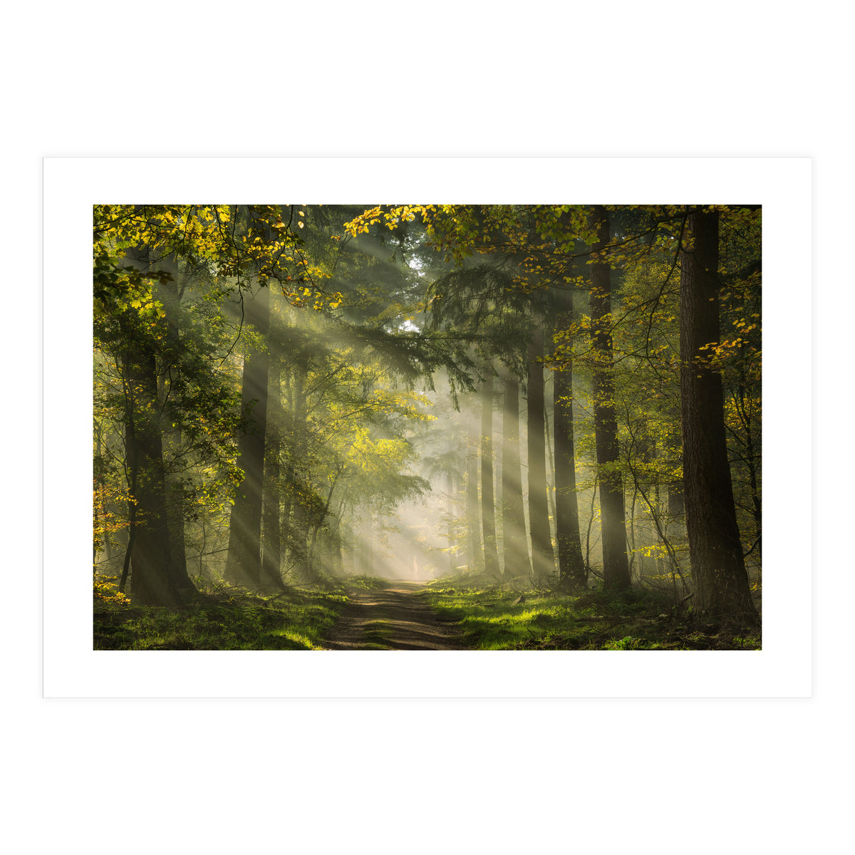 Sunrays in a Dutch forest (Print Only)