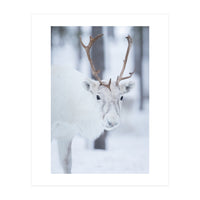 White Reindeer (Print Only)