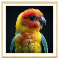 Vibrant Sun Conure Parrot Close Up Portrait