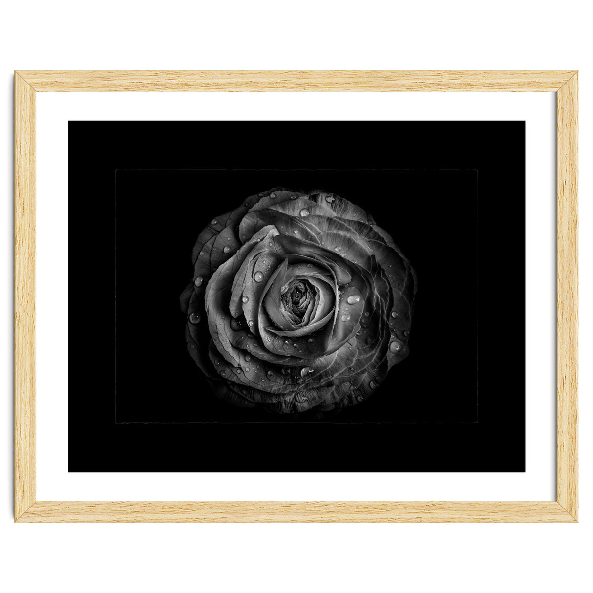 Backyard Flowers In Black And White No 72 with Border