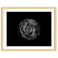 Backyard Flowers In Black And White No 72 with Border