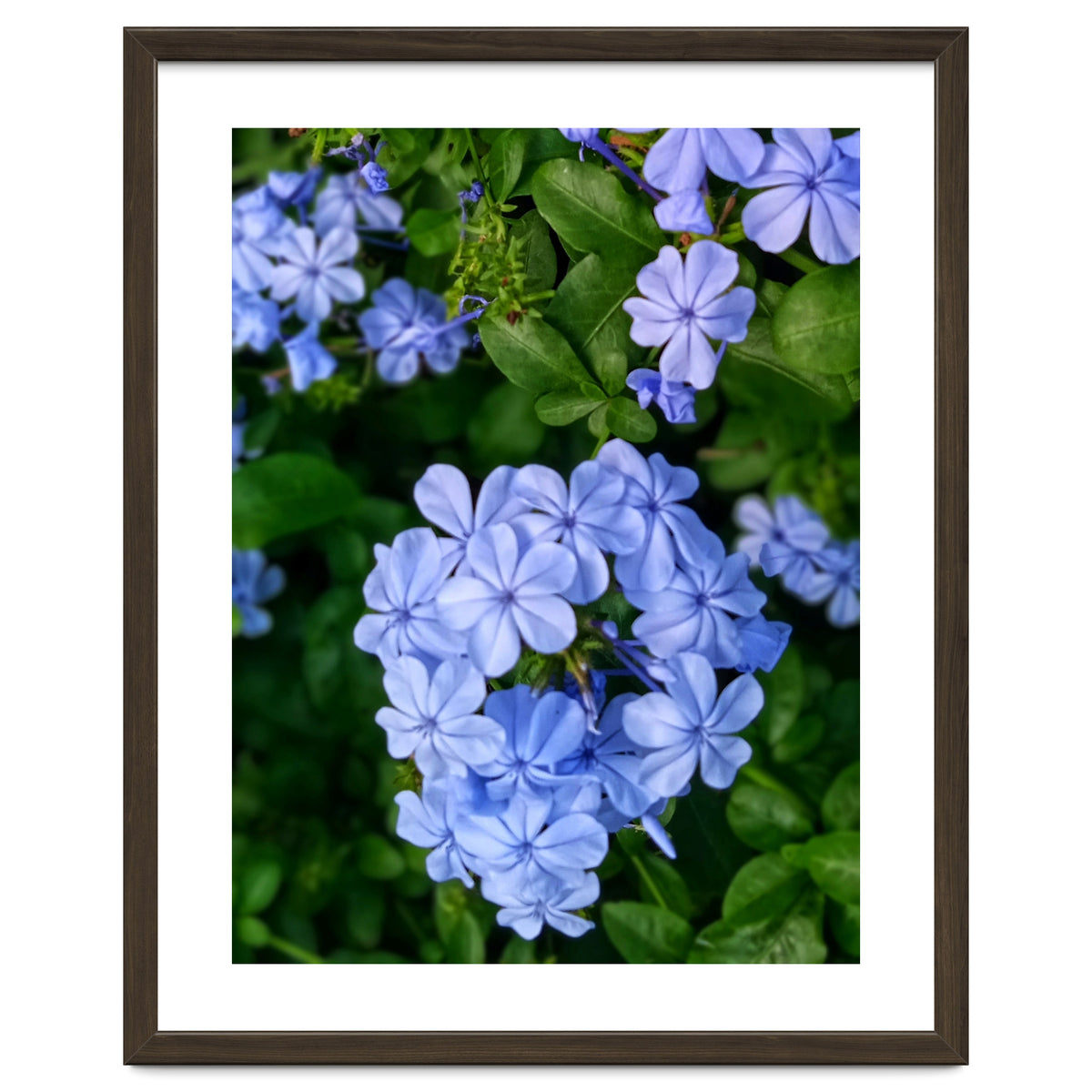 Blue Plambago Flowers