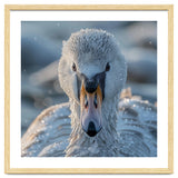Close Up Of A Swan In Frost Winter Bird Close Up thumbnail