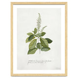 Georg Dionysius Ehret – Cinnamomum Illustration (1708–1770) thumbnail