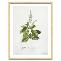 Georg Dionysius Ehret – Cinnamomum Illustration (1708–1770)