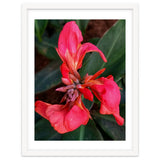 Red Indian Shot Flower thumbnail