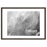 Ethereal Monochromatic Peony Petal Macro thumbnail