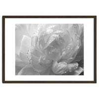Ethereal Monochromatic Peony Petal Macro