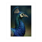 Peacock Portrait Photography (Print Only) thumbnail
