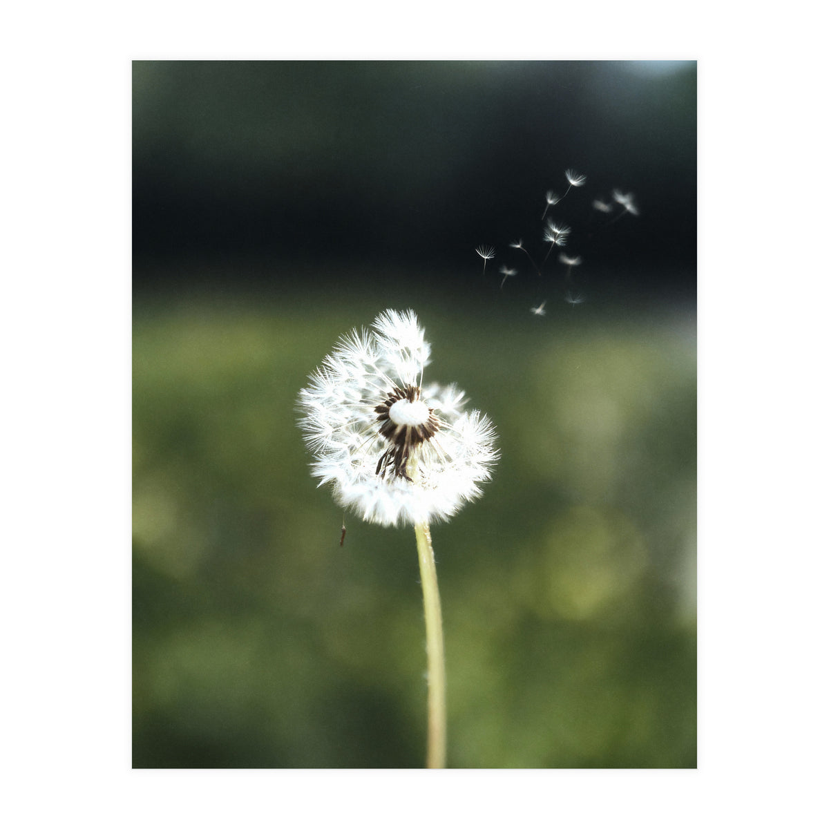 Dandelion Wish Photography (Print Only)