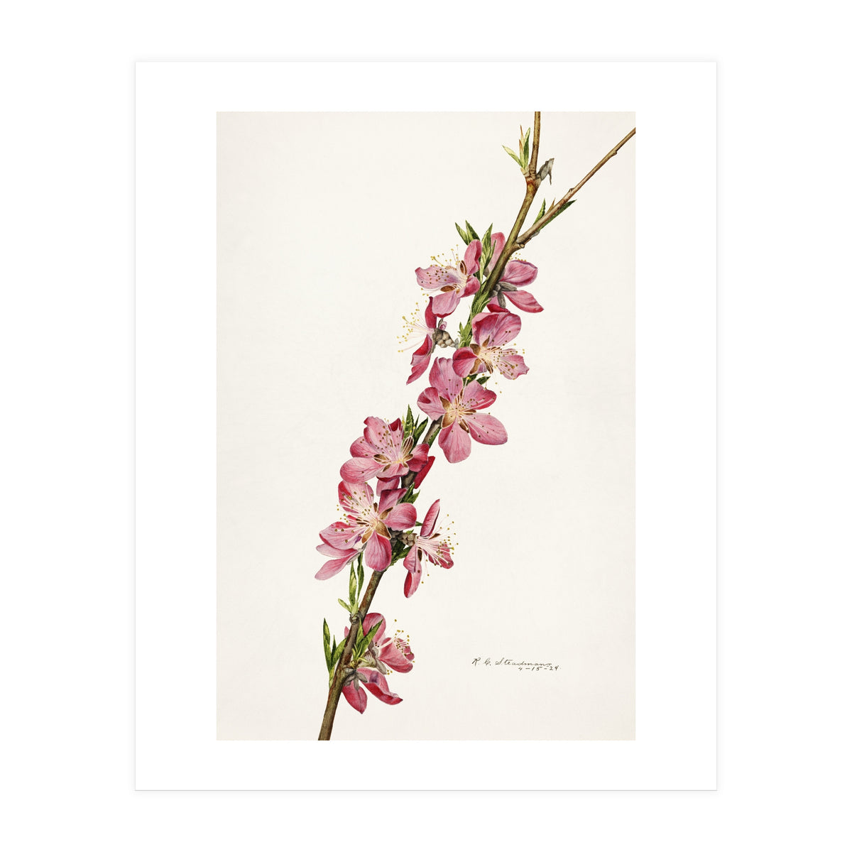 Royal Charles Steadman – Peach (Prunus persica) (1924) (Print Only)