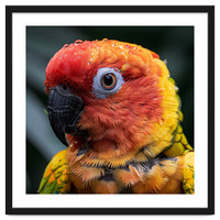 Sun Conure Parrot Bird With Water Droplets