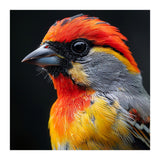 Close Up Of Colorful Bird With Red Orange Yellow Feathers (Print Only) thumbnail