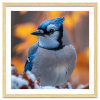 Blue Jay Bird In Winter Snowfall And Leaves