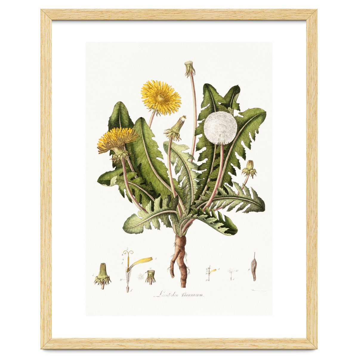 William Curtis – Dandelion (1777–1798)