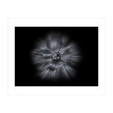 Backyard Flowers In Black And White No 66 Flow Version (Print Only) thumbnail