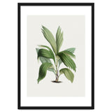 Areca Palm (Hand Drawn Botanical Illustration) thumbnail