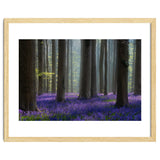 Bluebell forest thumbnail
