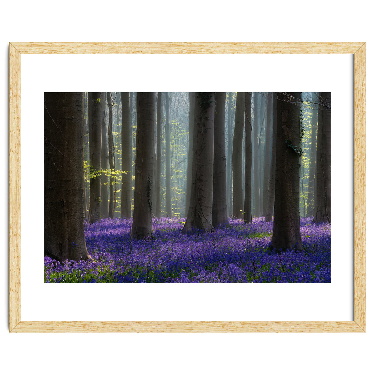 Bluebell forest
