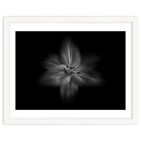 Backyard Flowers In Black And White No 28 Flow Version