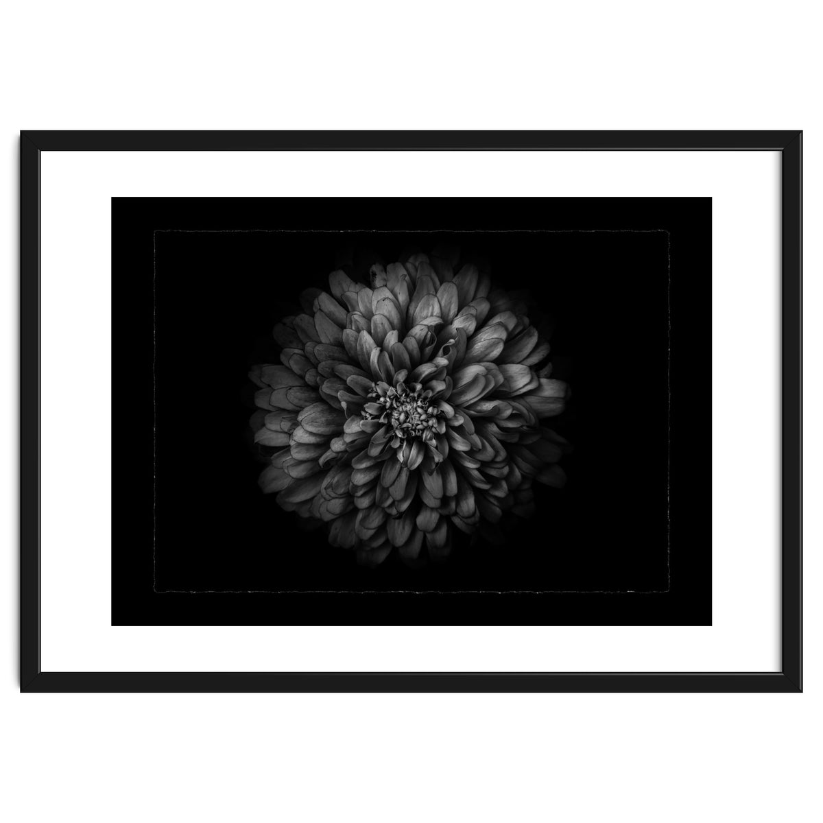 Backyard Flowers In Black And White No 68 with Border
