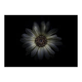 Backyard Flowers No 27 Color Version (Print Only) thumbnail