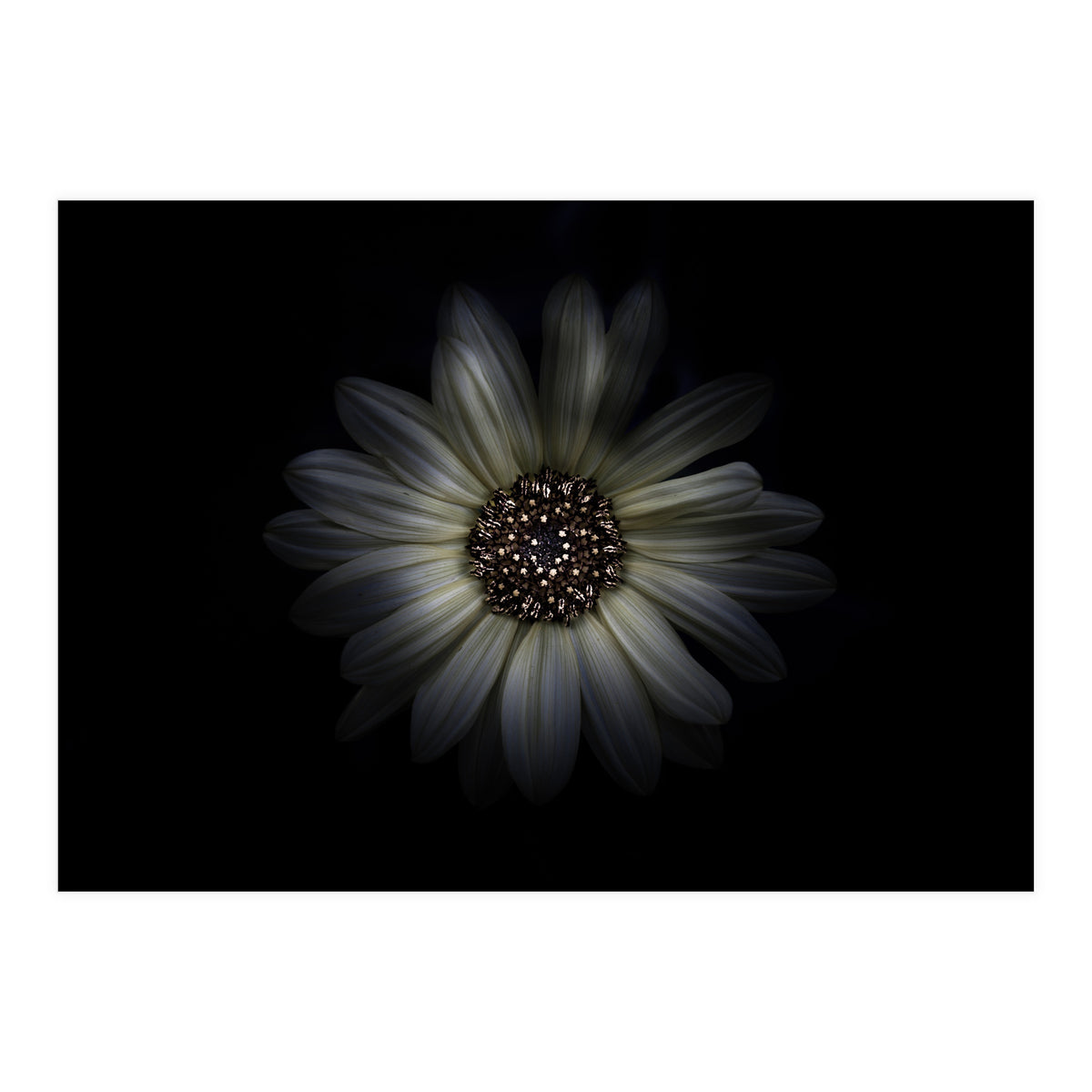 Backyard Flowers No 27 Color Version (Print Only)