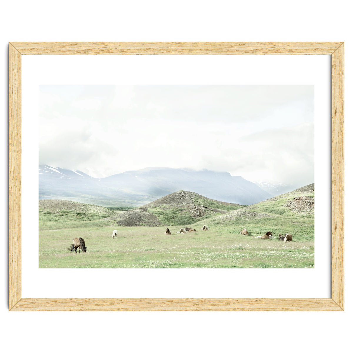 Relaxing horses on a sunny day calm field - Iceland