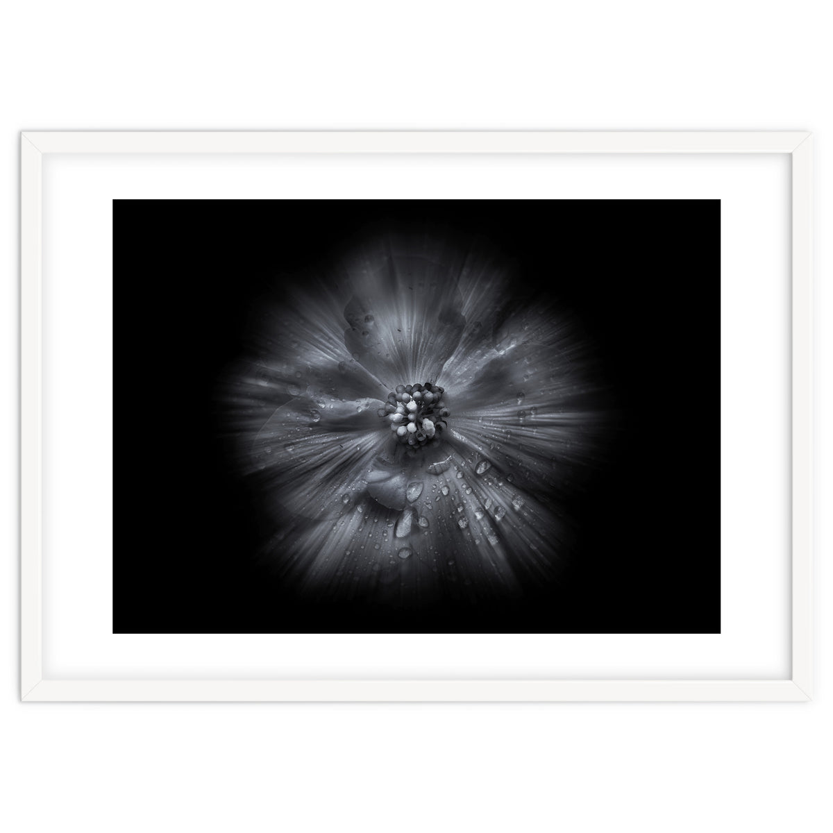 Backyard Flowers In Black And White No 66 Flow Version