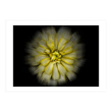 Backyard Flowers No 86 Color Flow Version (Print Only) thumbnail