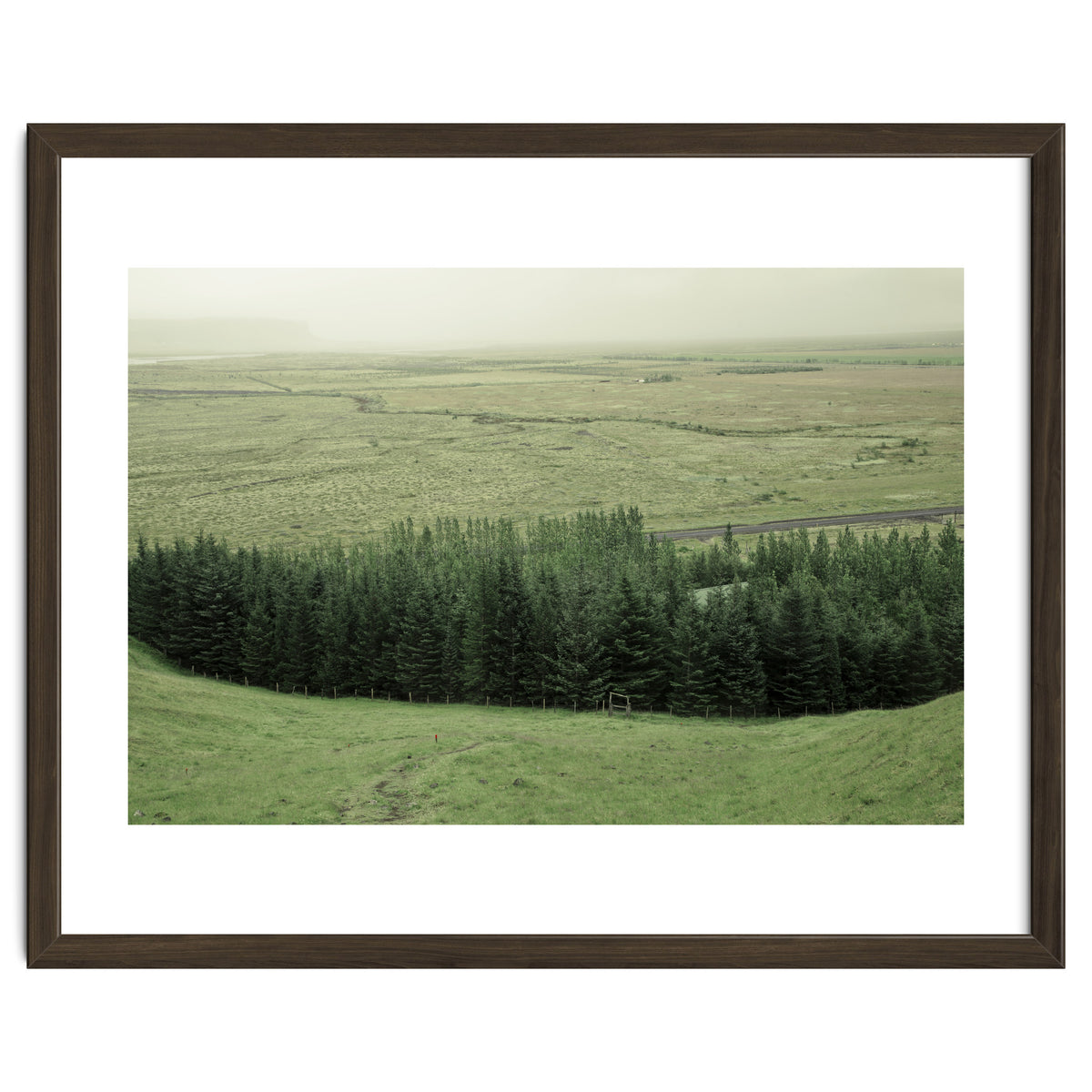 Small forest - Iceland