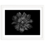 Backyard Flowers In Black And White 22 thumbnail